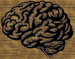 brain